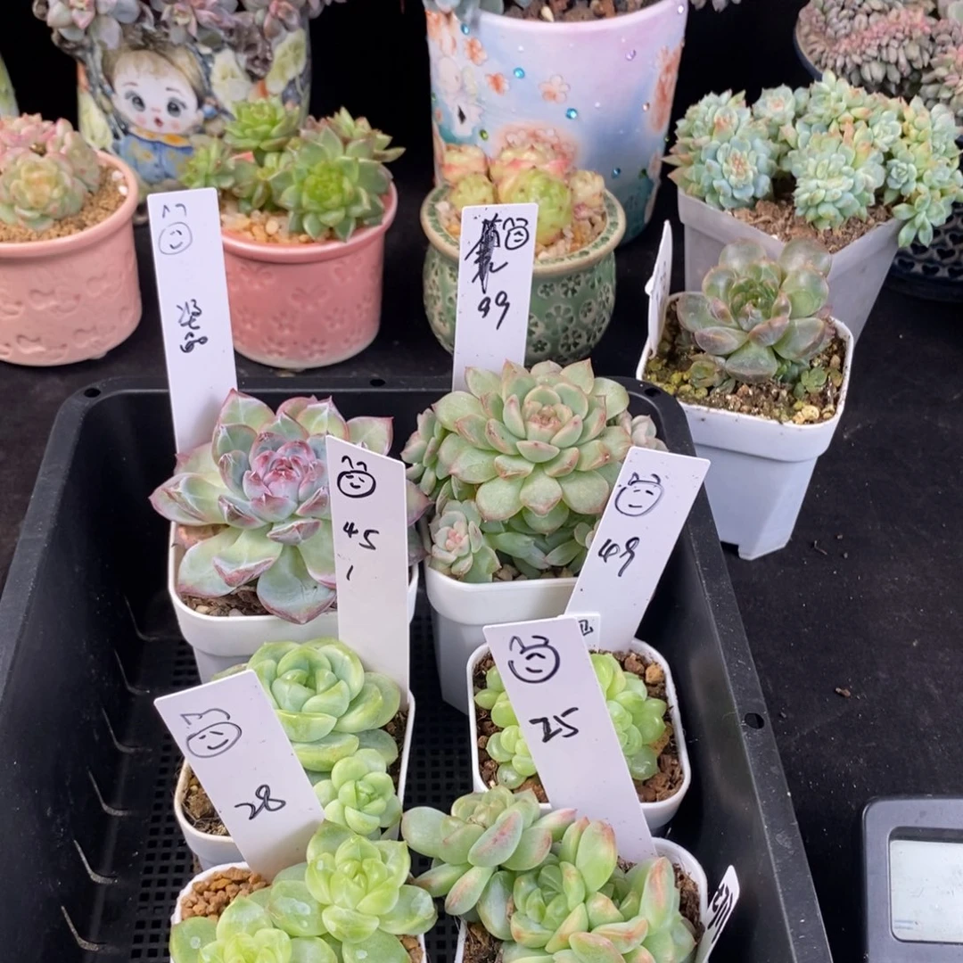 熊熊六颗一组包邮