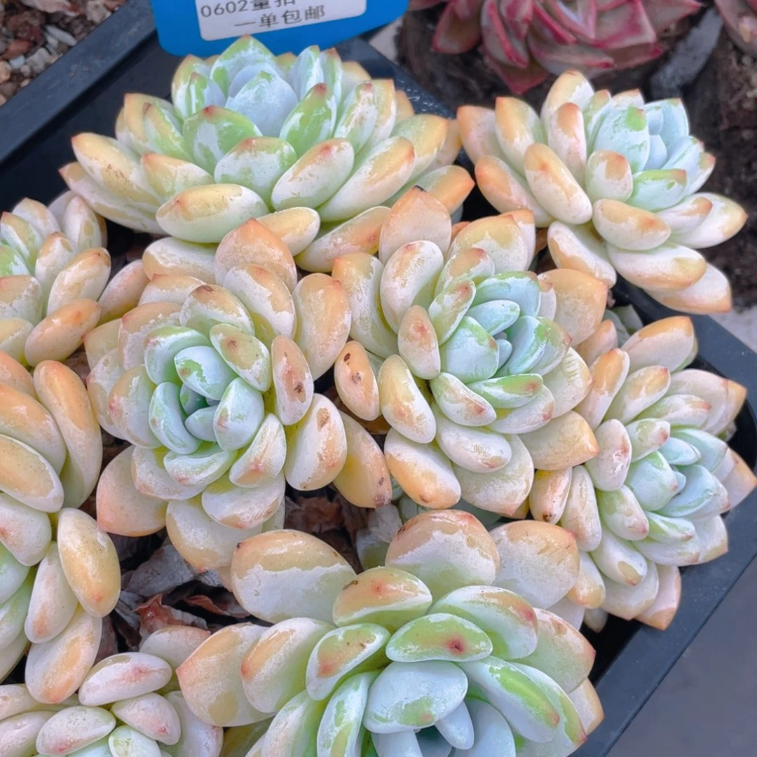 0602-18-大母本冷香一颗