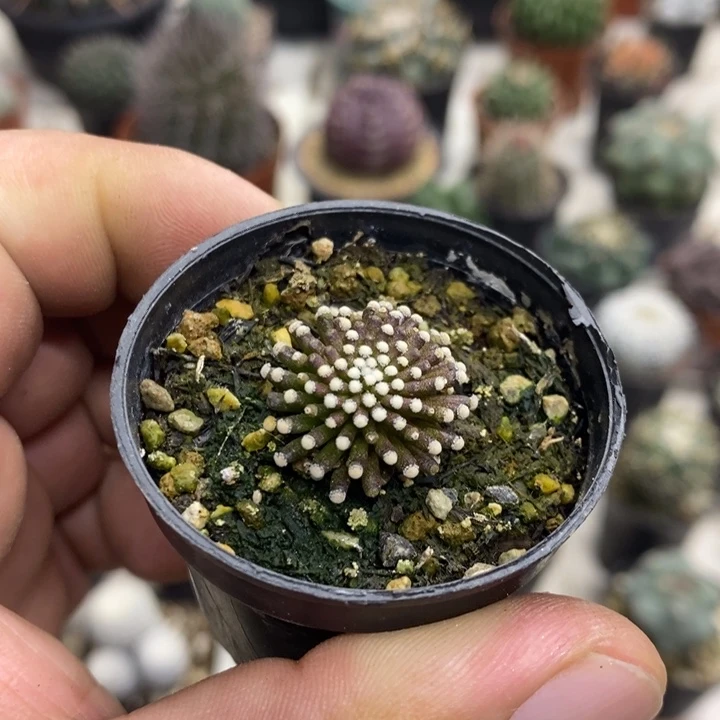 松针牡丹特价福利