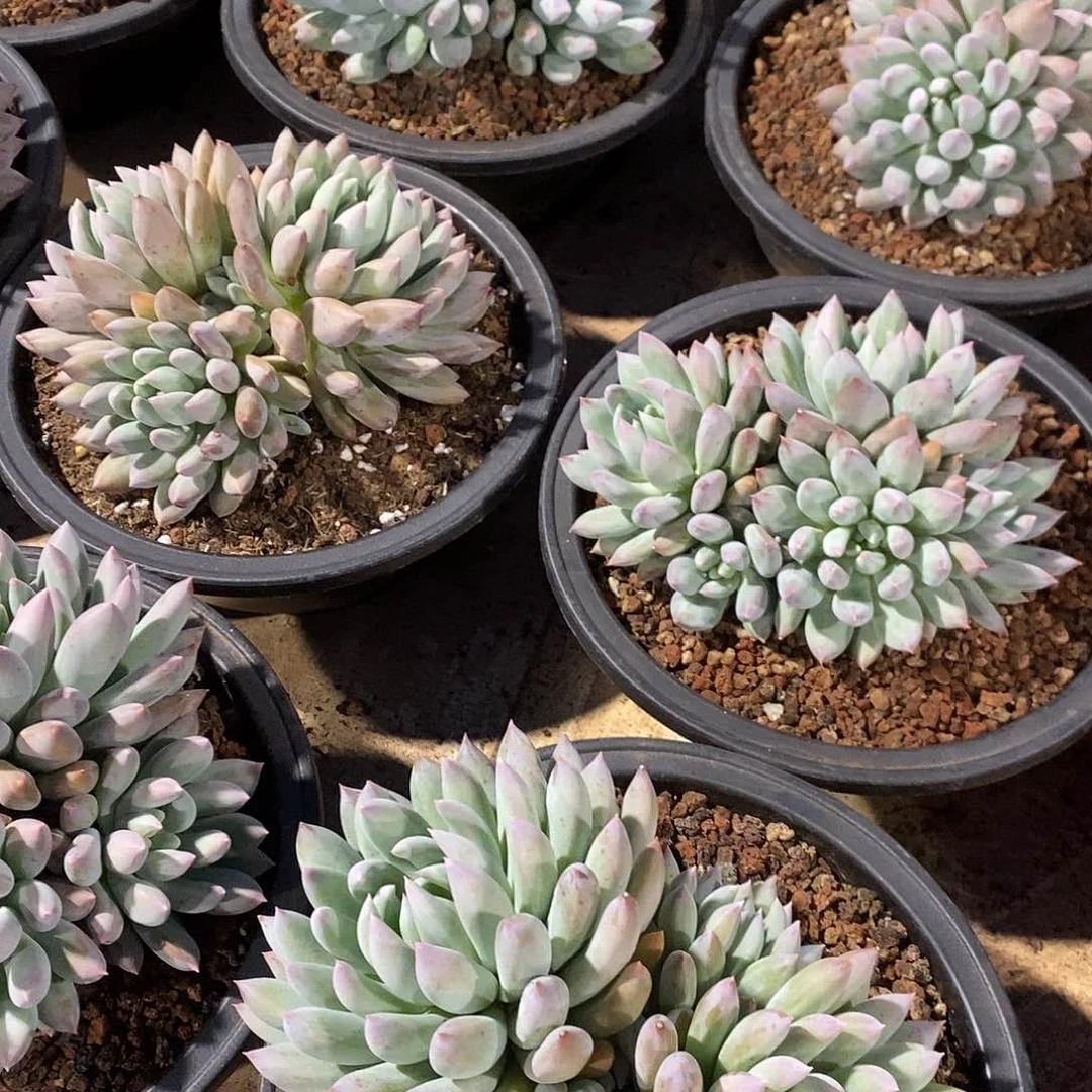 精控所罗门老桩16-18厘米可挑