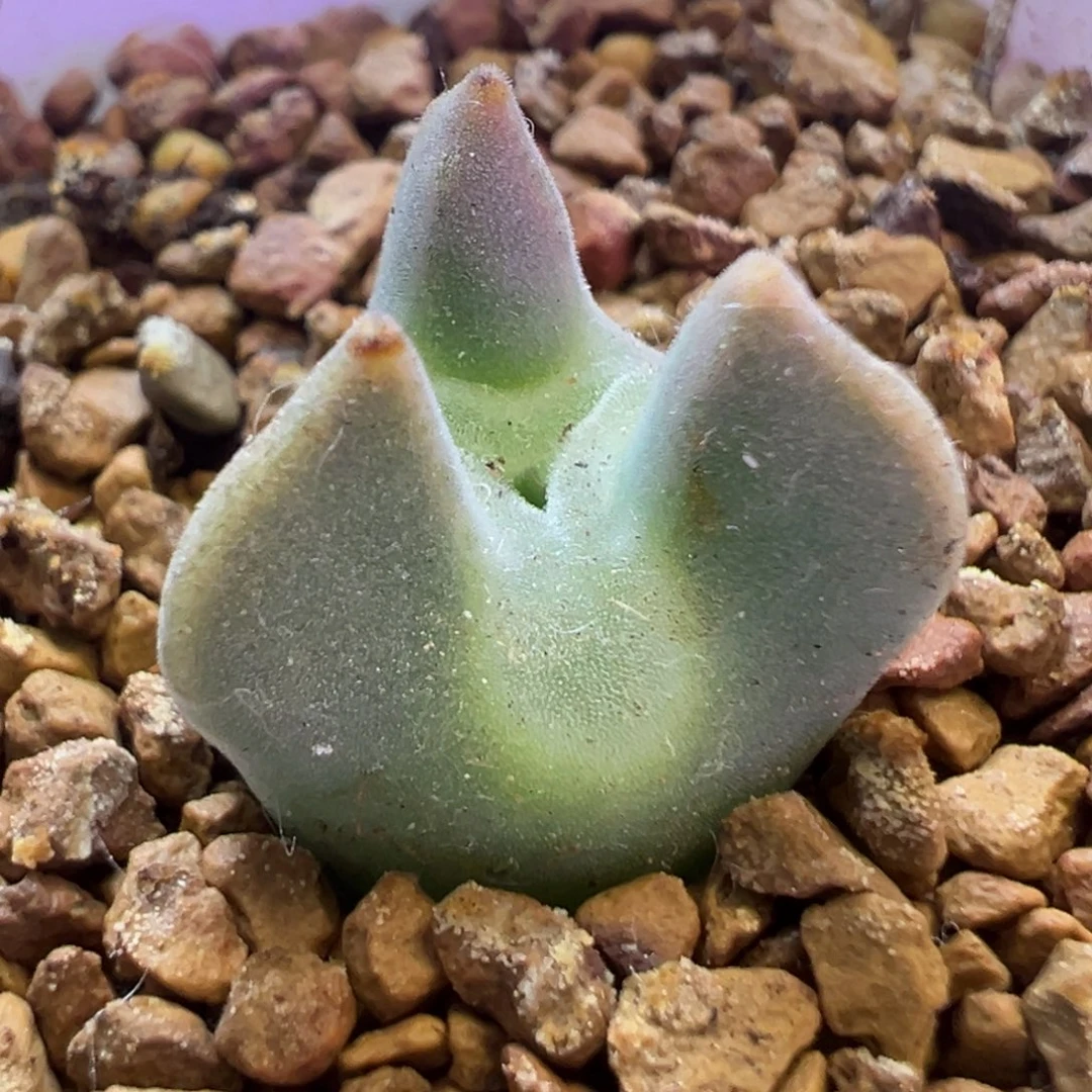奔驰空蝉 肉锥植物