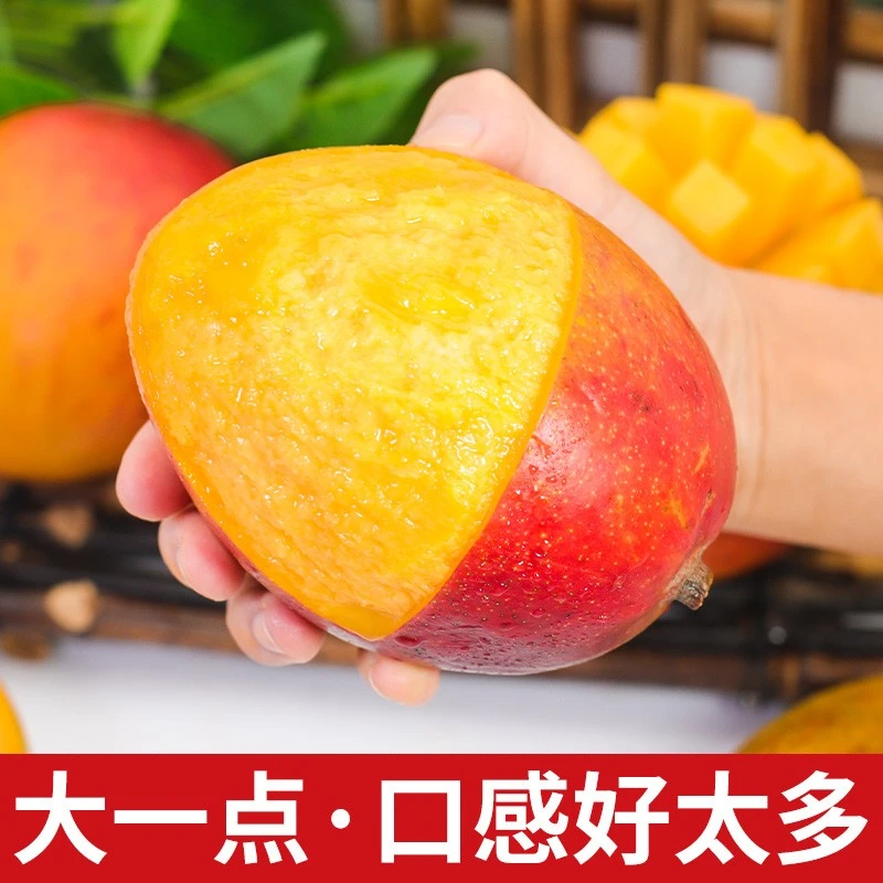 【新鲜速发】正宗云南澳芒苹果芒新鲜芒果当季热带水果大果树上熟甜