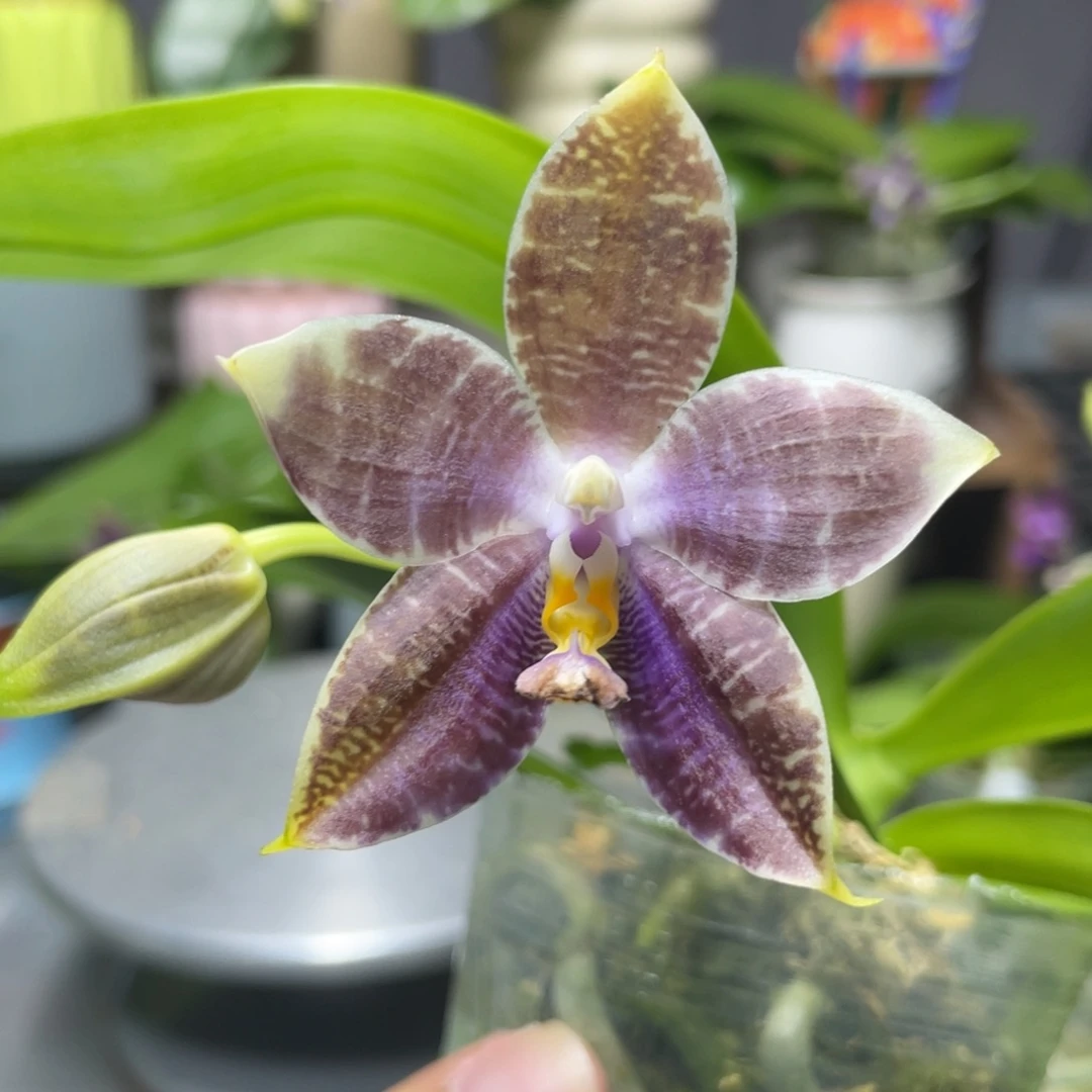 完全开放白虎交蓝豹