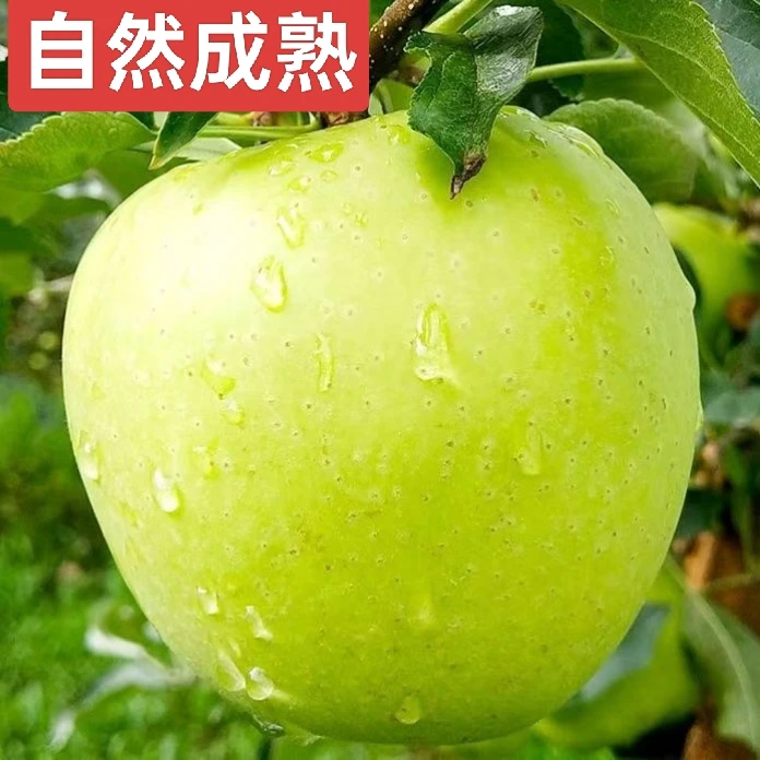 买3斤送2斤高山种植青苹果自然成熟 味道天然 粉面香甜
