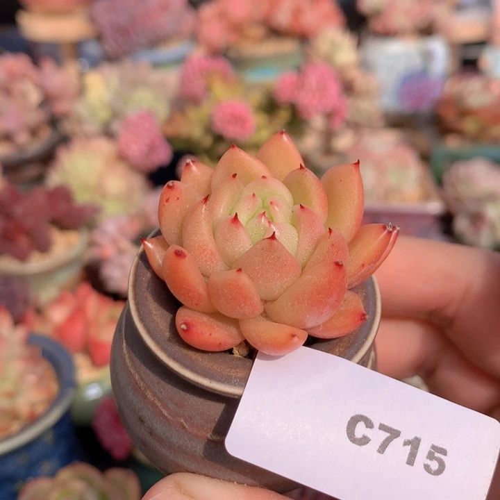 一物一拍含盆土满38包邮C715