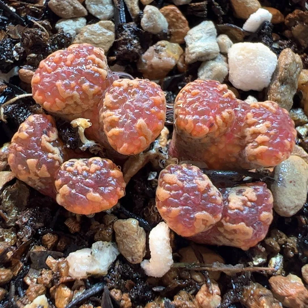 251多肉植物百科