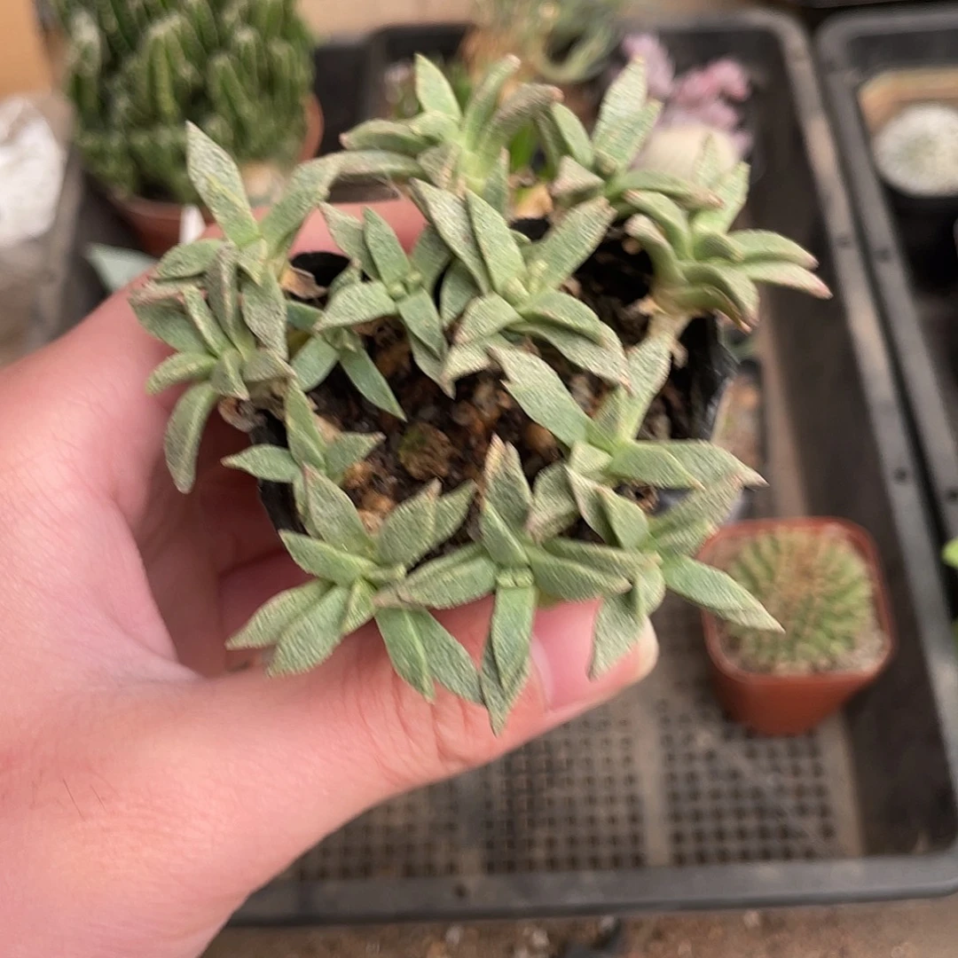 美人鱼（满18包邮）