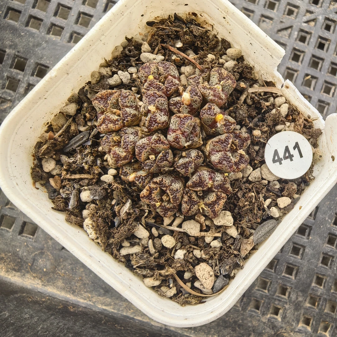 勋章23头带盆多肉441