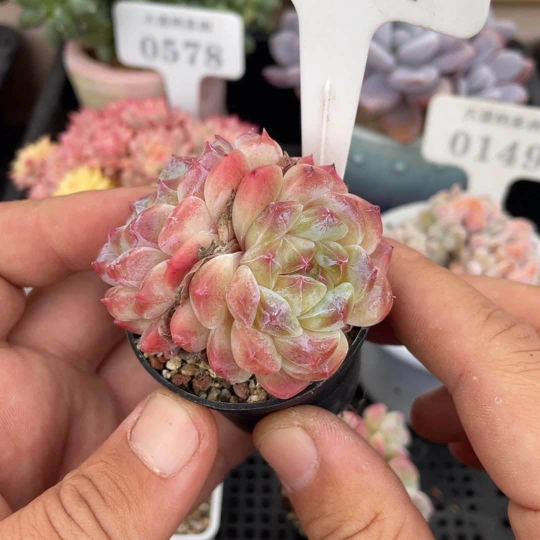 267冰玉不带盆5厘米