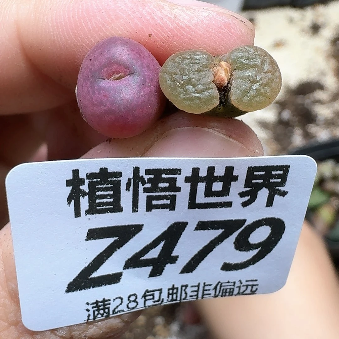 多肉植物的润泽fhn