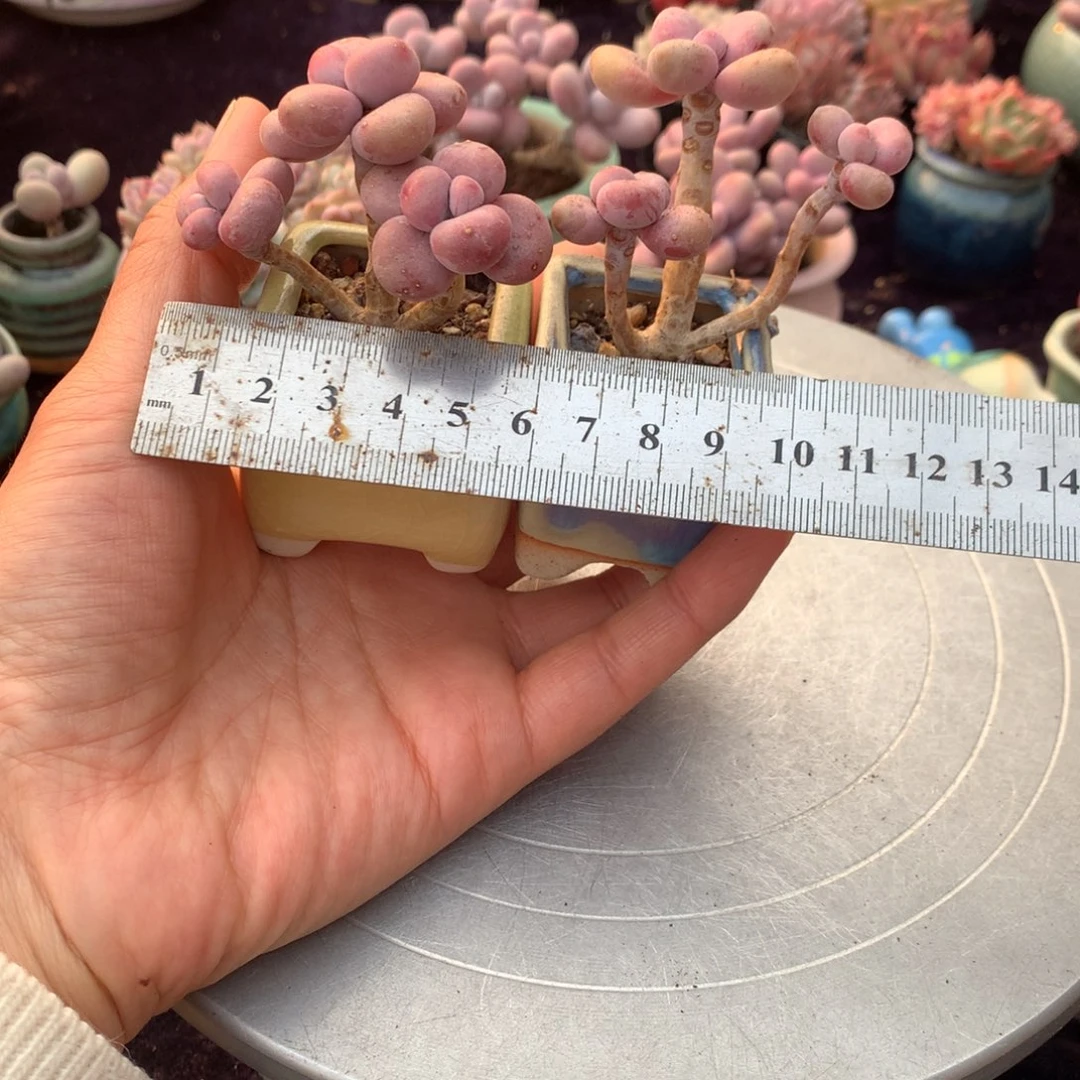 2颗带盆偏远地区不包邮的