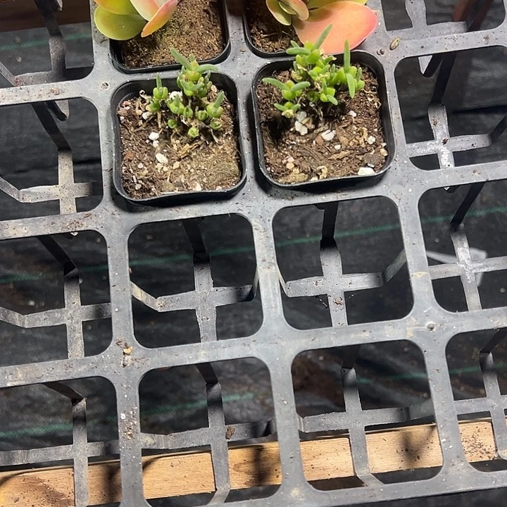 ?****゜兔子枝干精品多肉植物