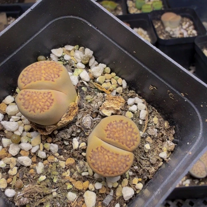 小**酱多肉植物的生长188