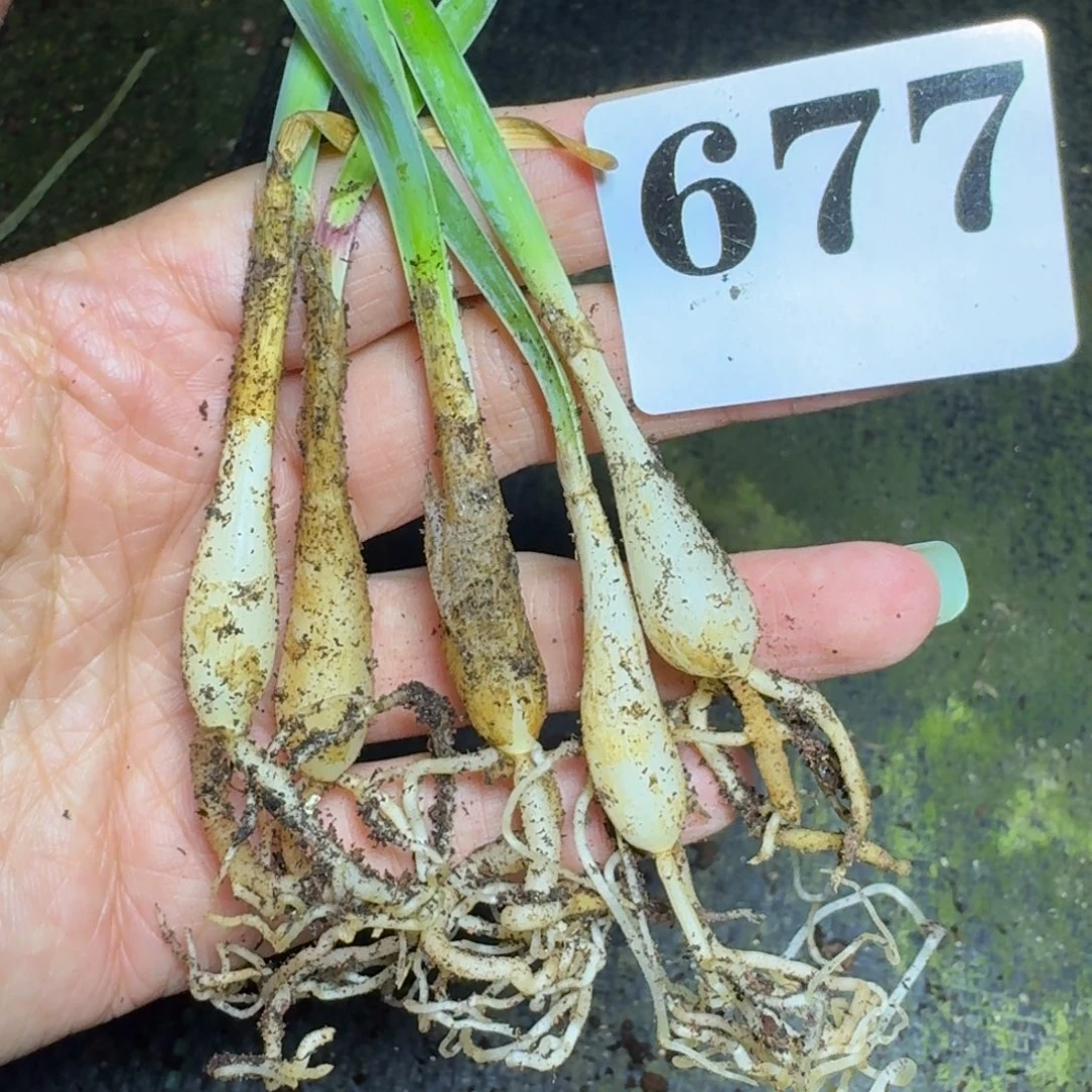 巨凤之卵小苗1颗量拍多肉植物