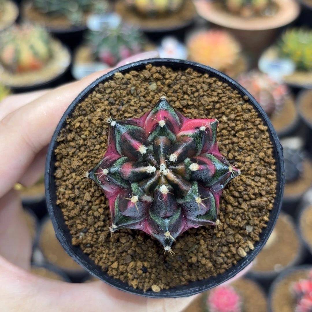 4.4cm泰系名品侧 路西法