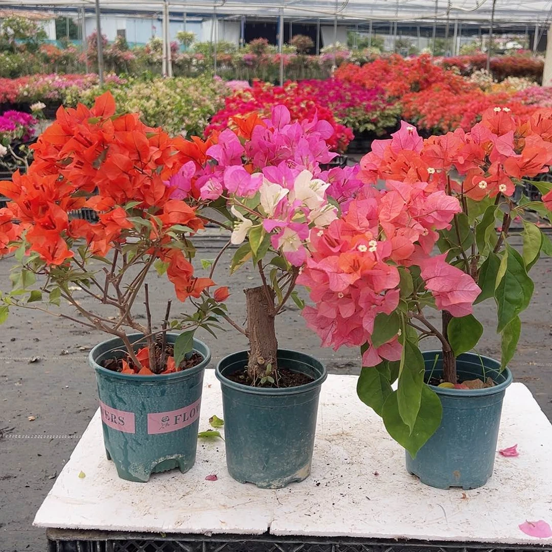 大部分花苞少量开放红桑巴，金心双色，波妹组合