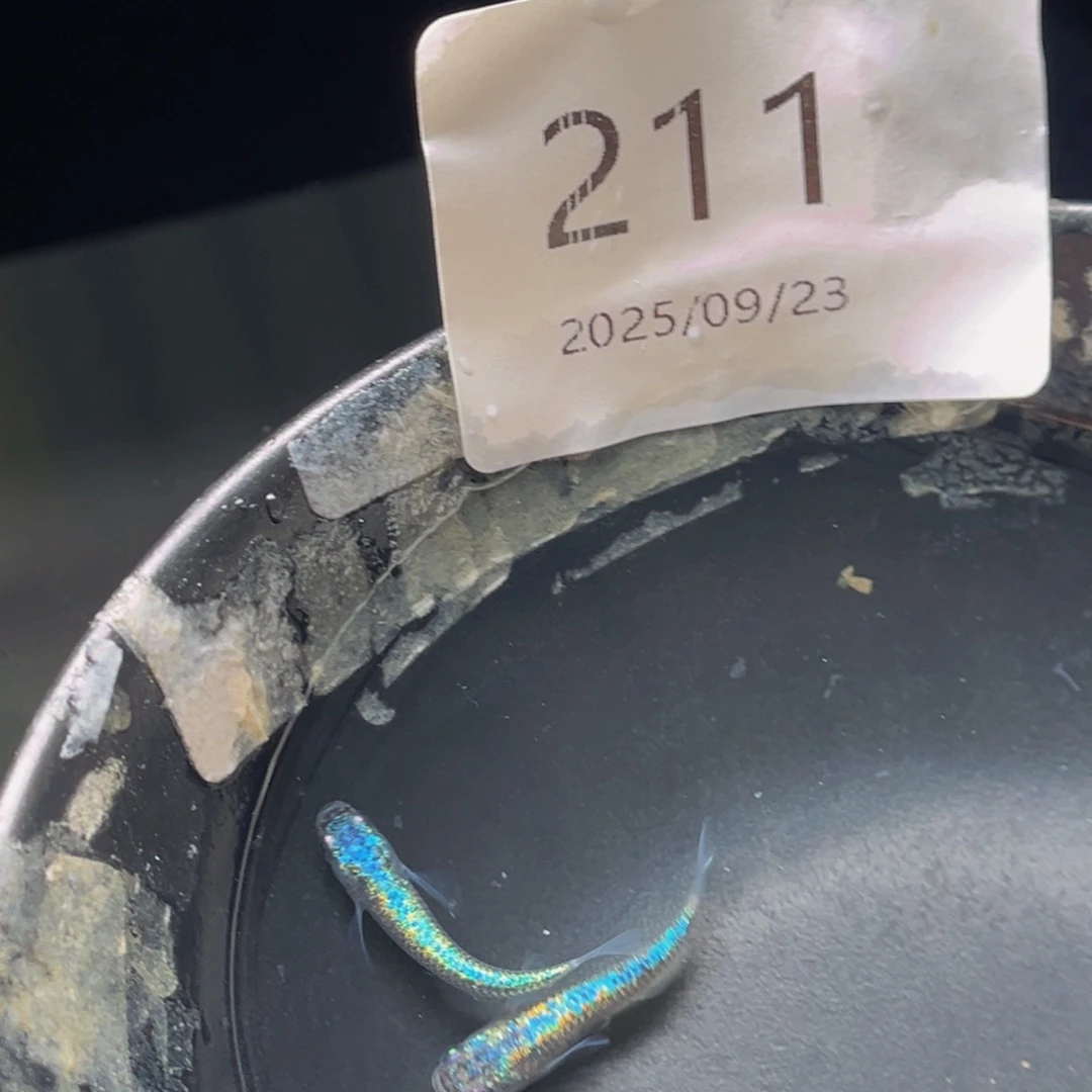 青鳉211海王星无背鳍一对