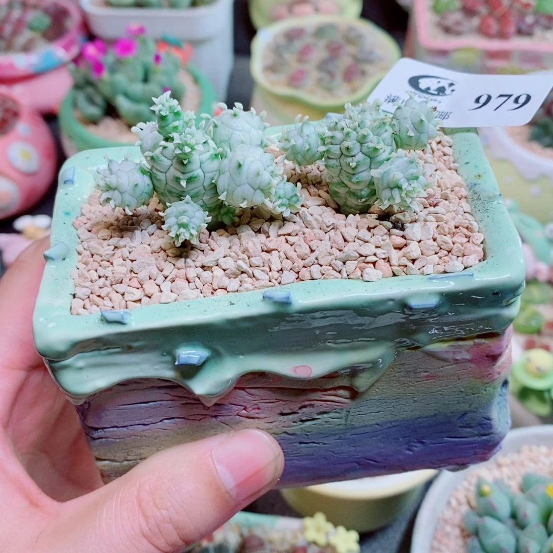 生石花花花花花花花花979