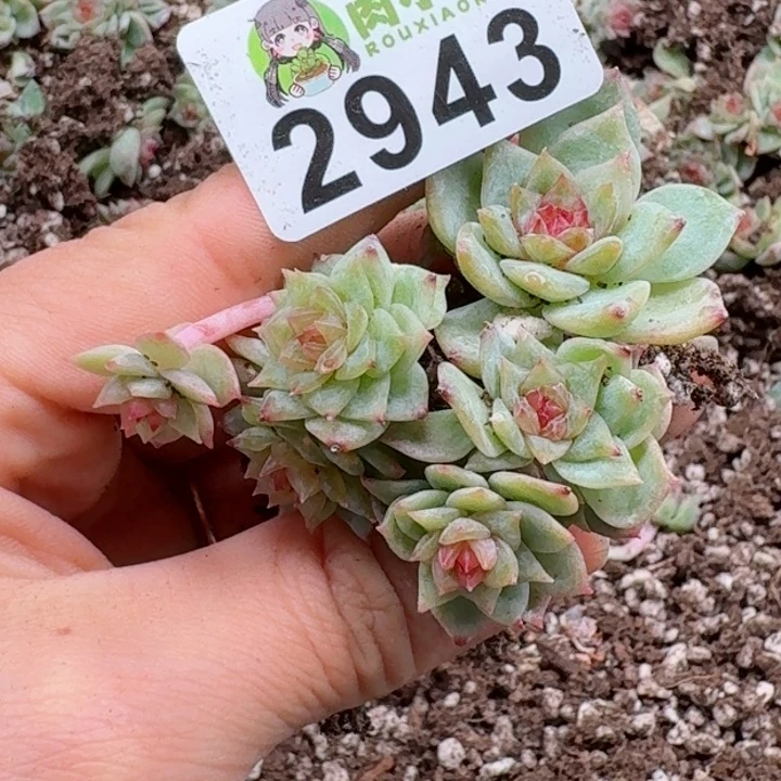 多肉植物多肉植物