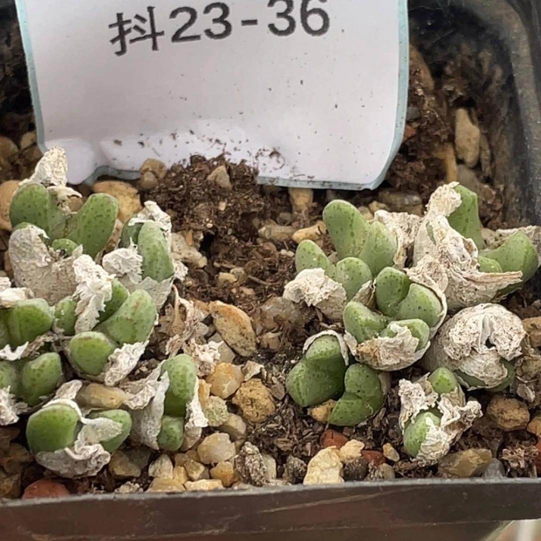 23-36肉锥多肉植物