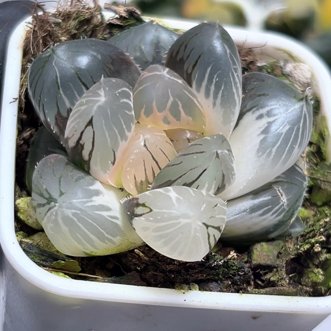 亮***恭喜发财大吉大利4876