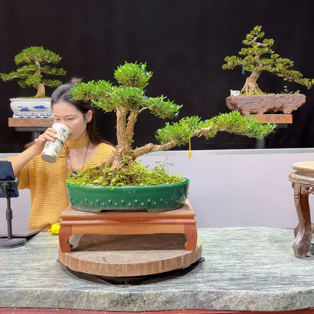 黄杨盆景老桩四季长青