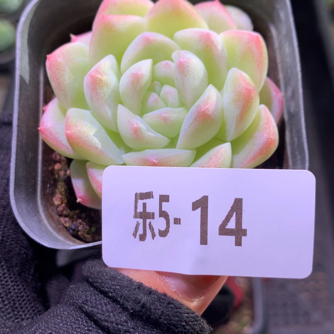 乐然 5-14 明月心单头