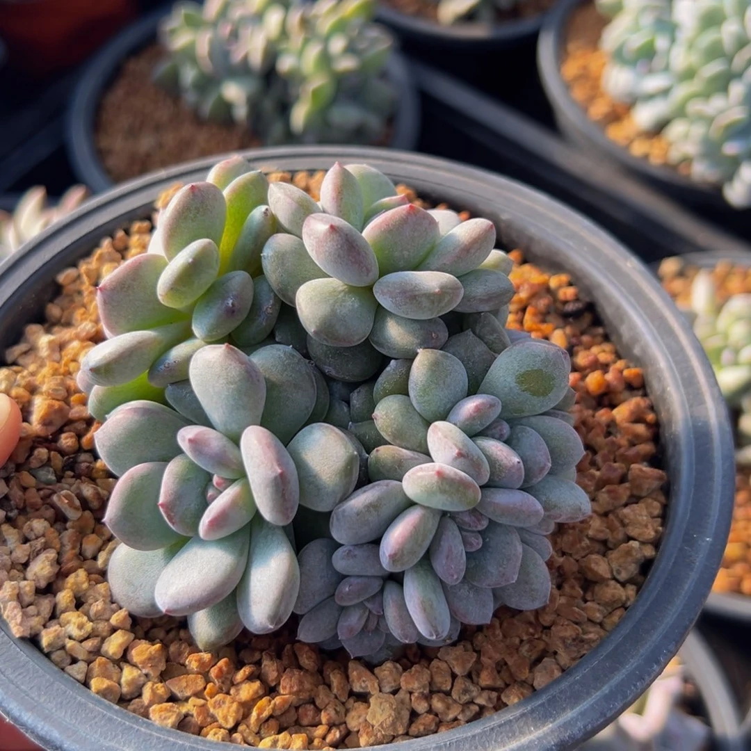 新年快乐 新年快乐