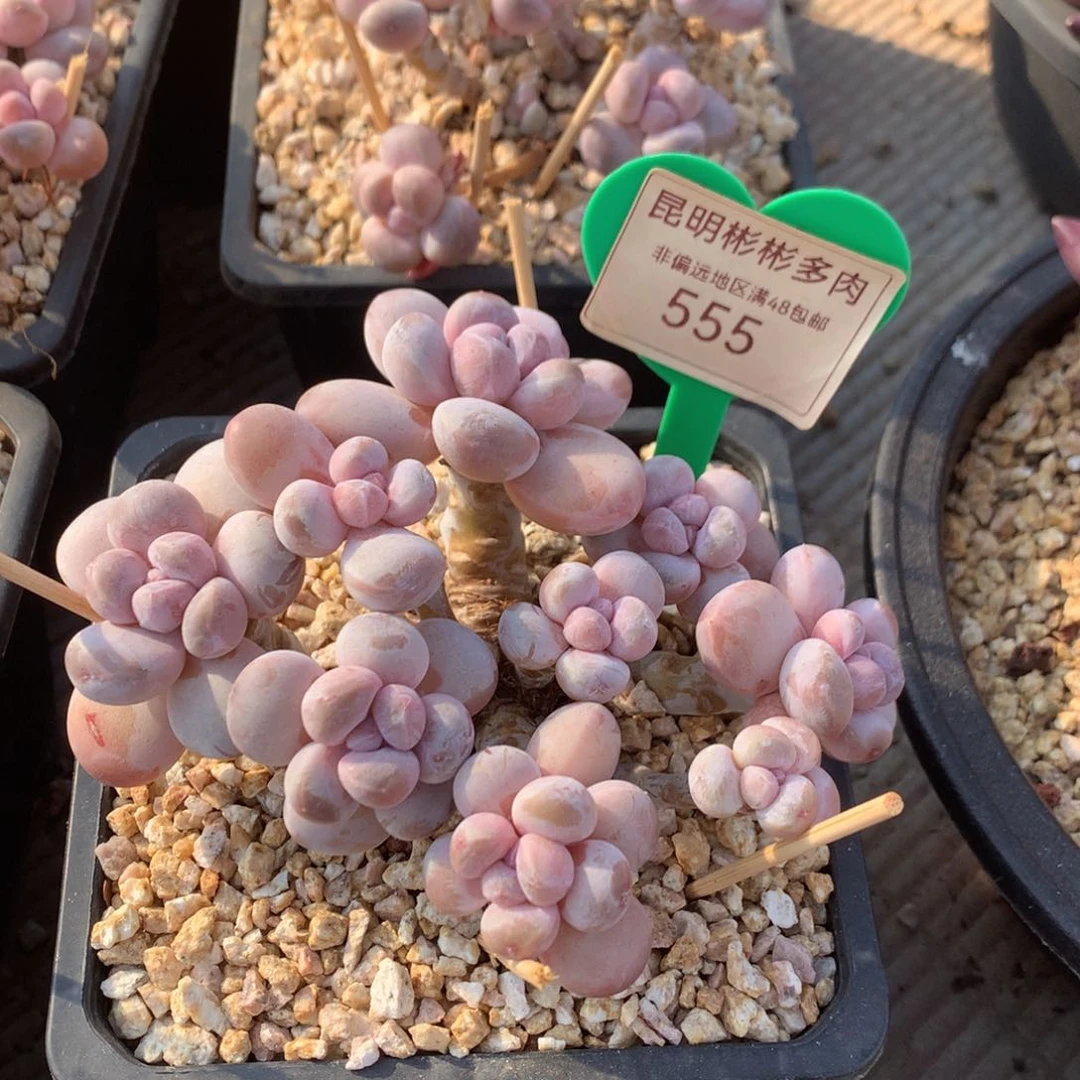 C****丸叶香玉矮桩平头555