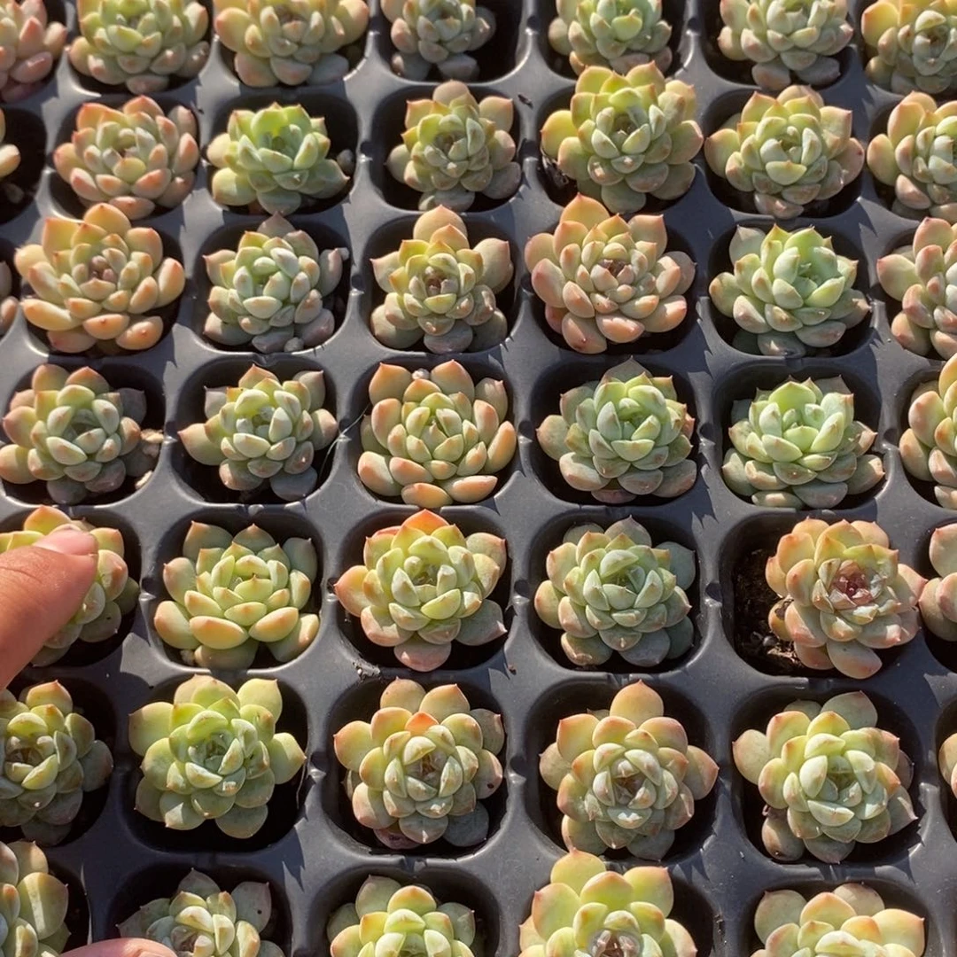 糖心3cm到手6颗量拍多肉满20元包邮满26送一颗