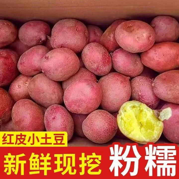 烬云南红皮黄心土豆新鲜现挖口感粉面高原露天种植