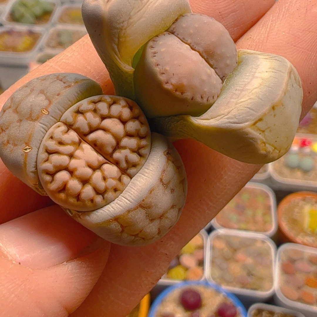 牛***啡生石花多肉植物百科