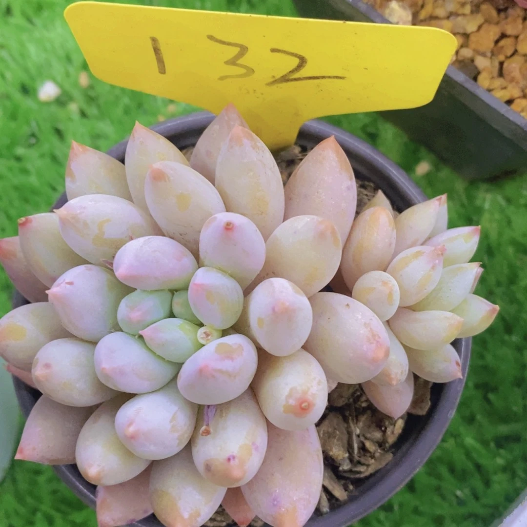 开心多肉，活动专场