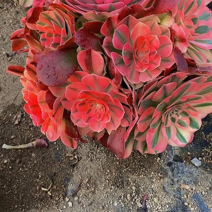 多肉香妃191多肉