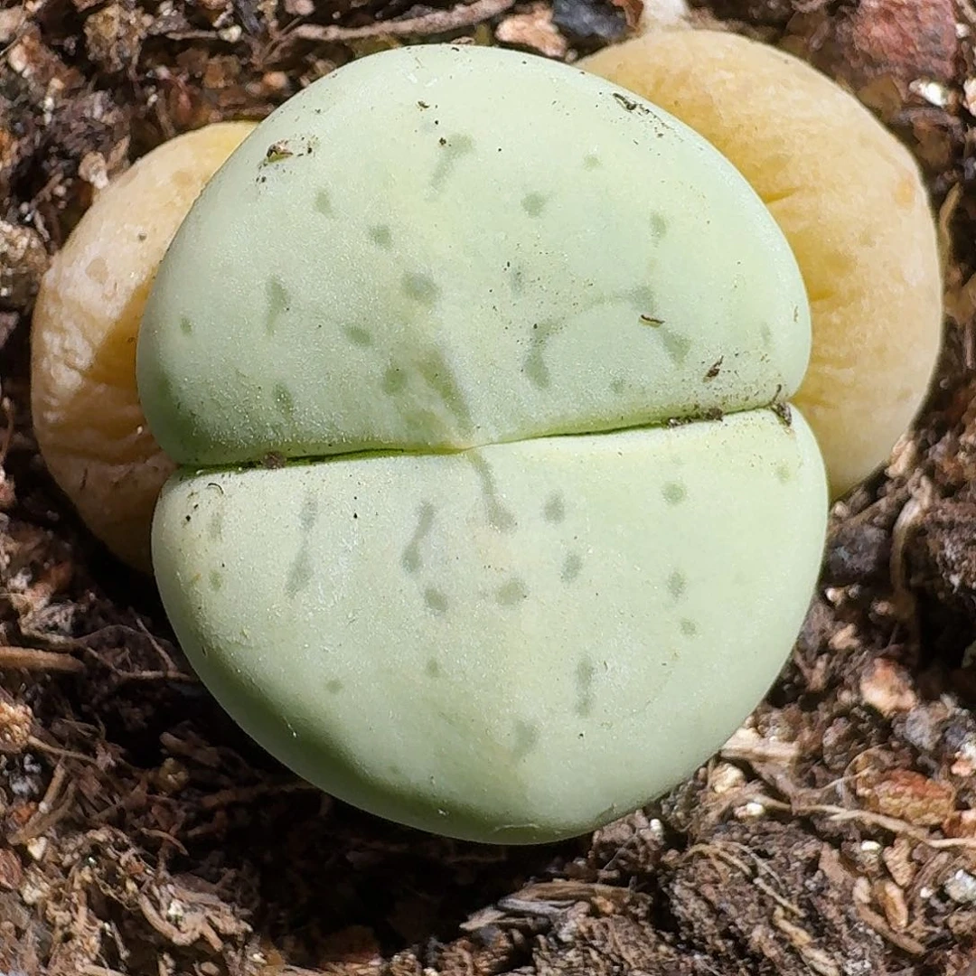 生石花23:：：。  88