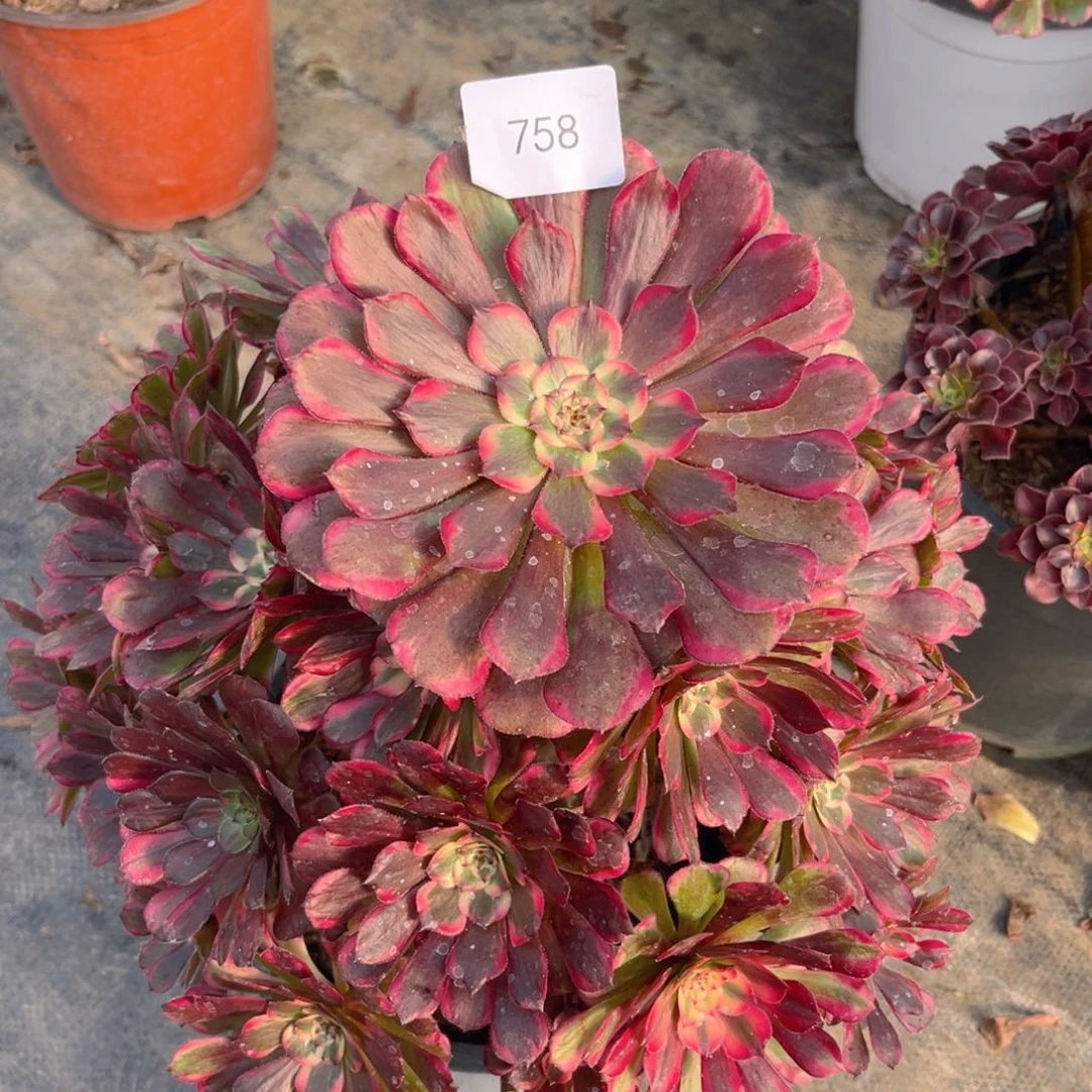 758霁月精品法师多肉