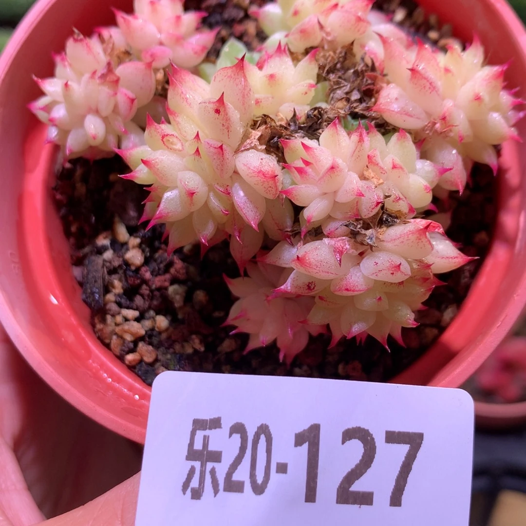 乐然20-127 麦秆群 不包整