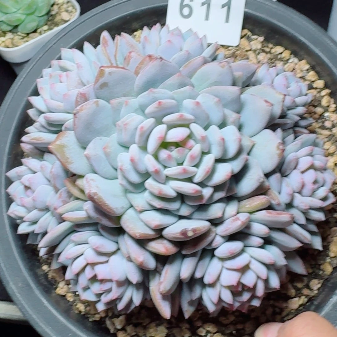 玉芙蓉            精美多肉植物