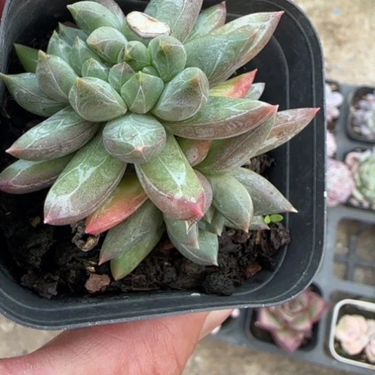 88炫彩星缀多肉植物多