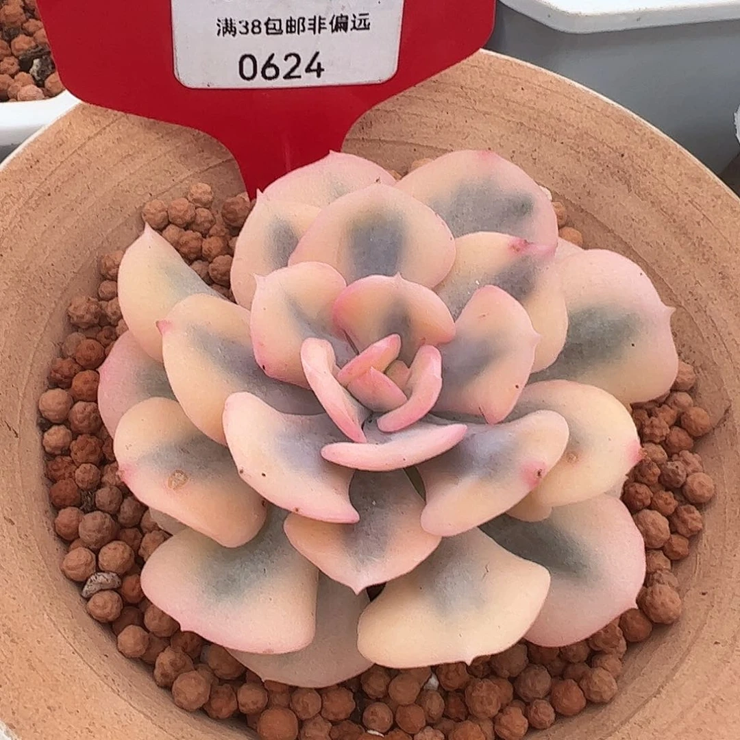0624雪精灵锦7.5cm多肉植物