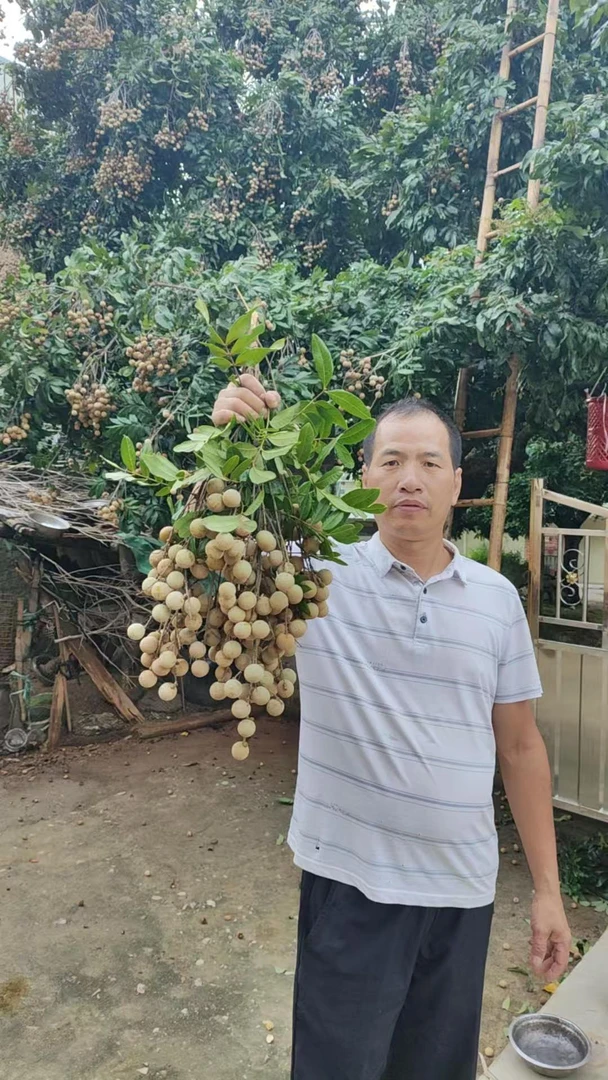 【福建省外专拍】莆田仙游特产松风本龙眼嫩甜爆汁【顺丰包邮】泉州古