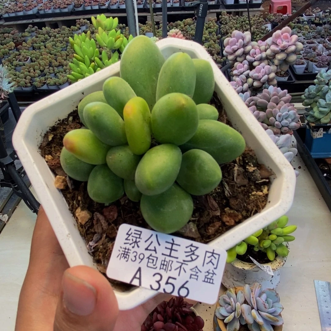356芒果奶kk奶多肉7cm