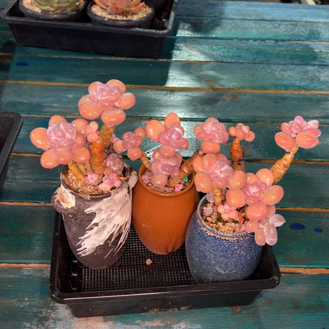 从前慢多肉精选编号0121.249