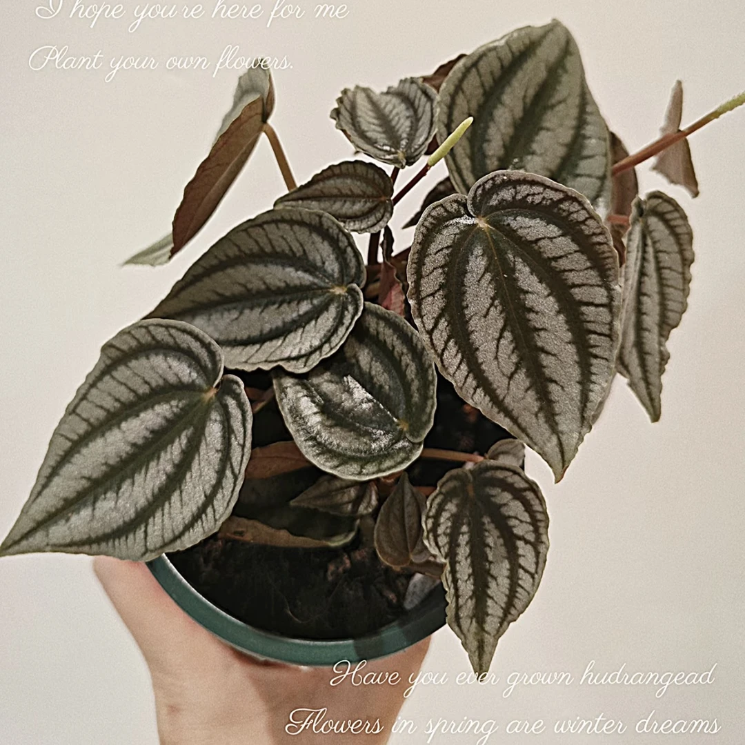 【土拨鼠胡椒草】天南星科好看好养天然锦耐荫植物热植