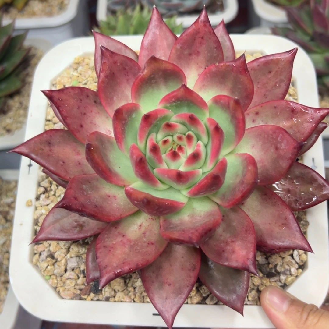 38包邮，一物一拍啊