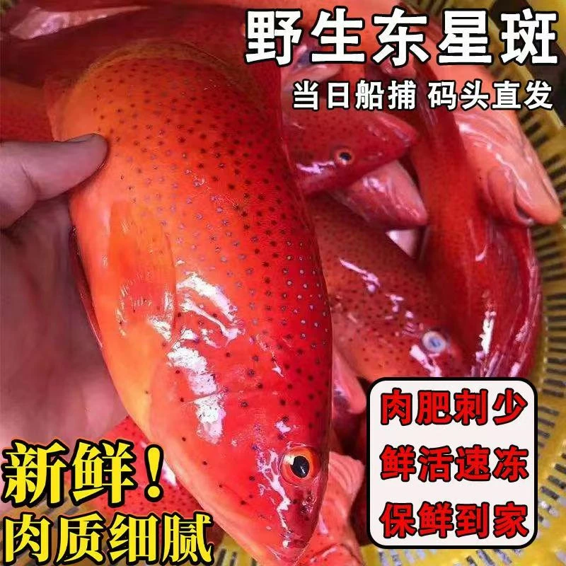 新鲜东星斑深海捕捞鲜活冷冻大东星斑新鲜鱼海鲜生冻顺丰包邮