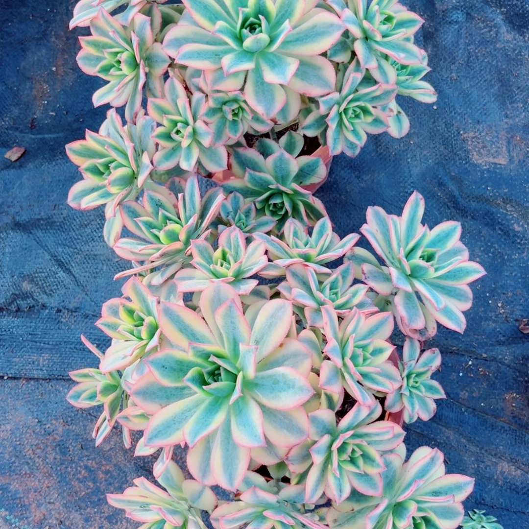星爆一颗带土球发货
