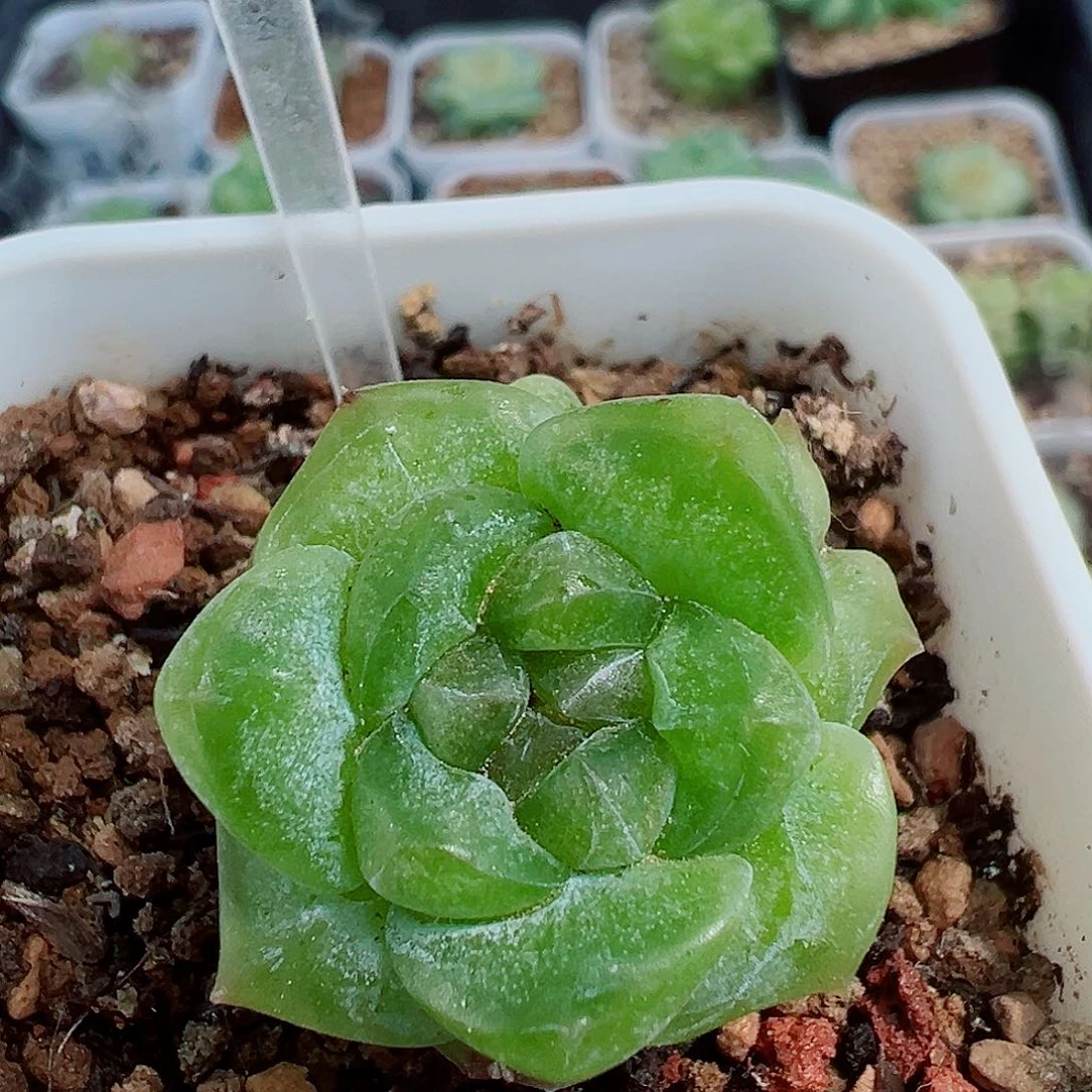 903噶好可爱啊好可爱啊好