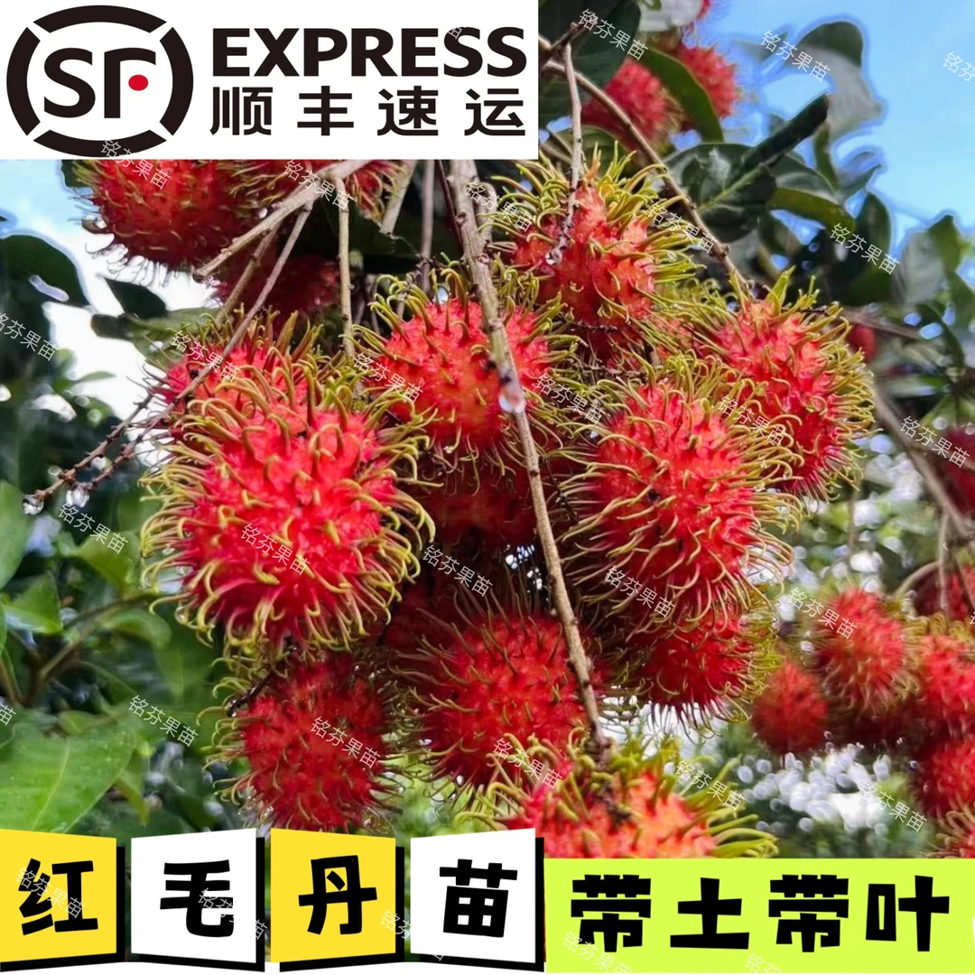 红毛丹7号嫁接树苗  双季（运输种植过程会落叶正常现象）