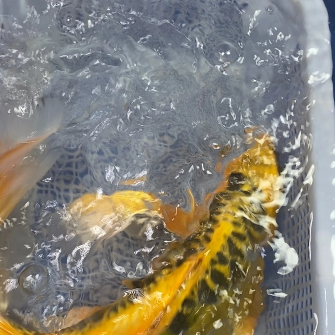 锦鲤冷水金龙包邮